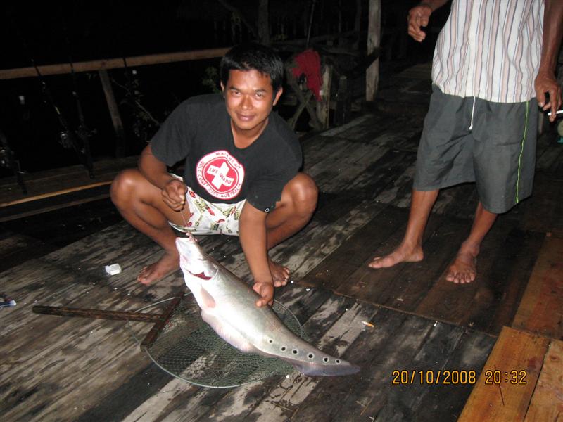 ปลายฝน ต้นหนาว 2008 (ที่นี้.ประเทศไทย+ ดอกกราย )