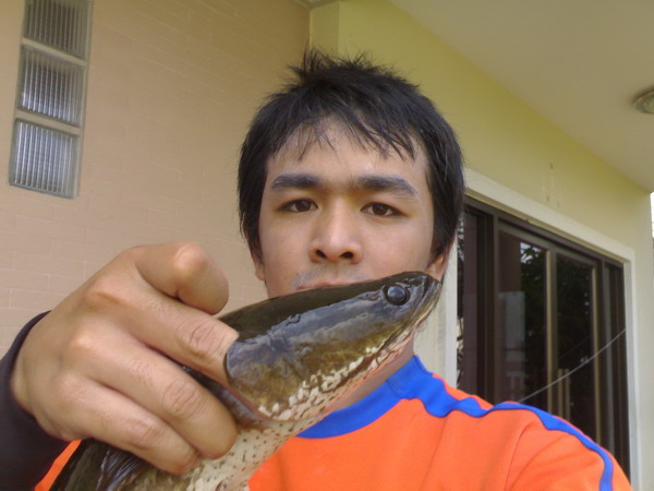 ปลาช่อนแถวถ.ราชพฤกษ์-รัตนาธิเบศร์