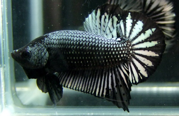 ปลากัด World Betta