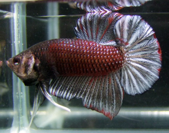 ปลากัด World Betta