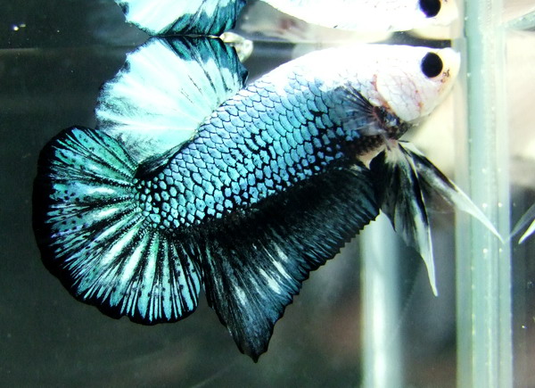 ปลากัด World Betta