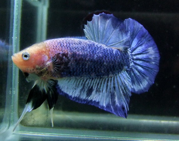 ปลากัด World Betta