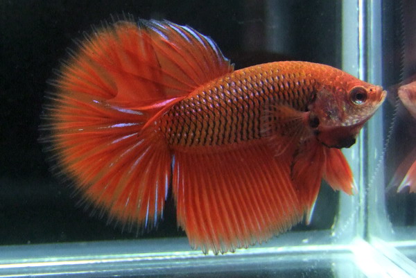 ปลากัด World Betta