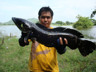 ชะโดแห่งเขื่อนป่าสัก 