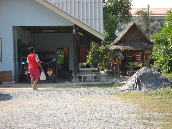 ปลานิลใหญ่ ณ บ่อ ก. กล้วย
