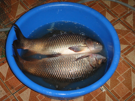 ยี่สกสองตัวเจ็ดโลครับ