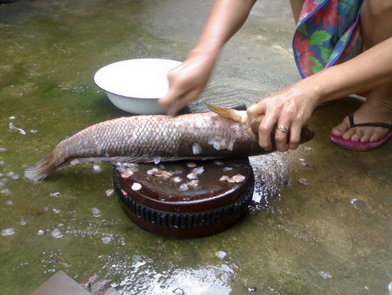 ช่อนกับวันแก้มือที่เชียงรายครับ