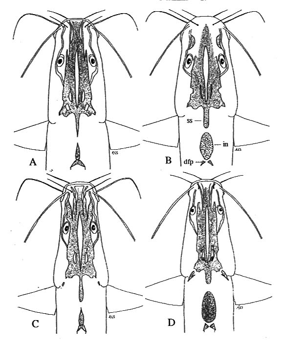 บอกเล่าเก้าสิบ กับ  ปลากดหัวเสียม.(Genus Sperata.)