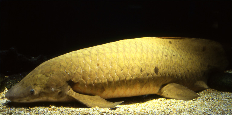 Endangered lungfish threatened by dam project