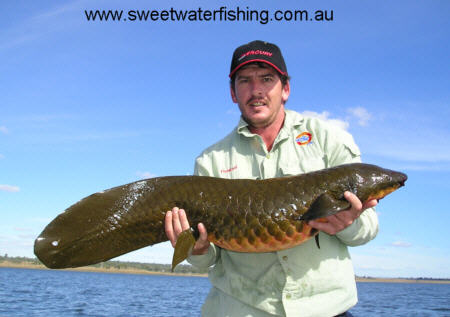 Endangered lungfish threatened by dam project