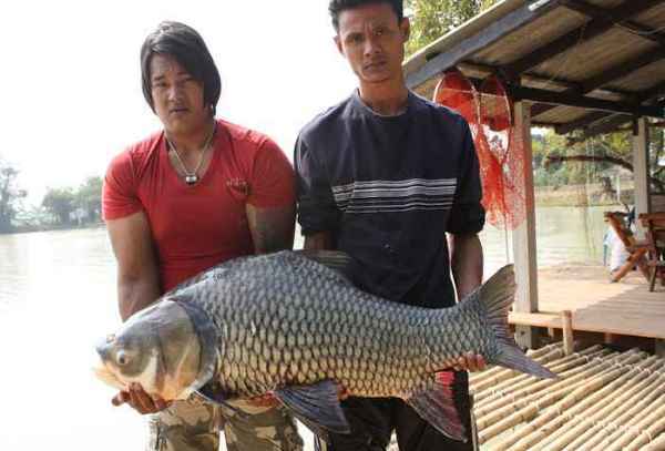 กระโห้ไทยครับ