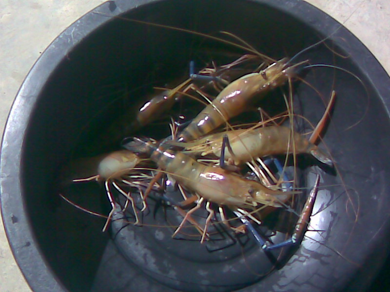 วันสิ้นปีกับสวายและกุ้ง........