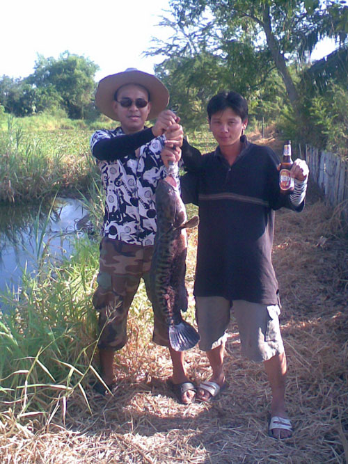@@ ชะโดบิ๊ก + ช่อนใหญ่  (2009) @@