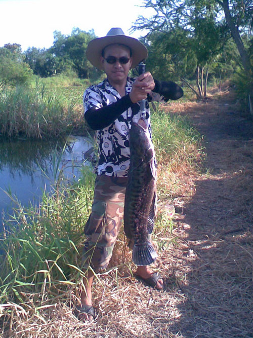 @@ ชะโดบิ๊ก + ช่อนใหญ่  (2009) @@
