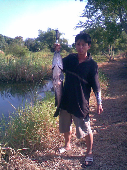 @@ ชะโดบิ๊ก + ช่อนใหญ่  (2009) @@