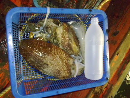ล่าช่อนทะเลกับไต๋หมา