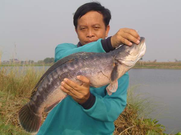 หนองเบิกไพร..ยังไงก็ยังมีปลา....