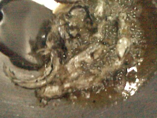 จิ๋วแต่แจ๋ว ท้ายเขื่อนชัยนาทภาค 2