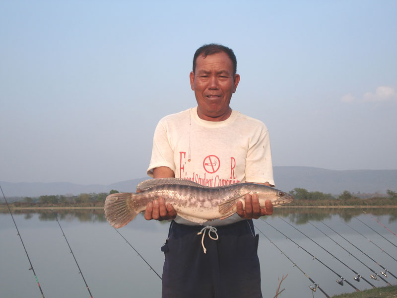 ชะโดดุที่สระหลวงบ้านสันสลี