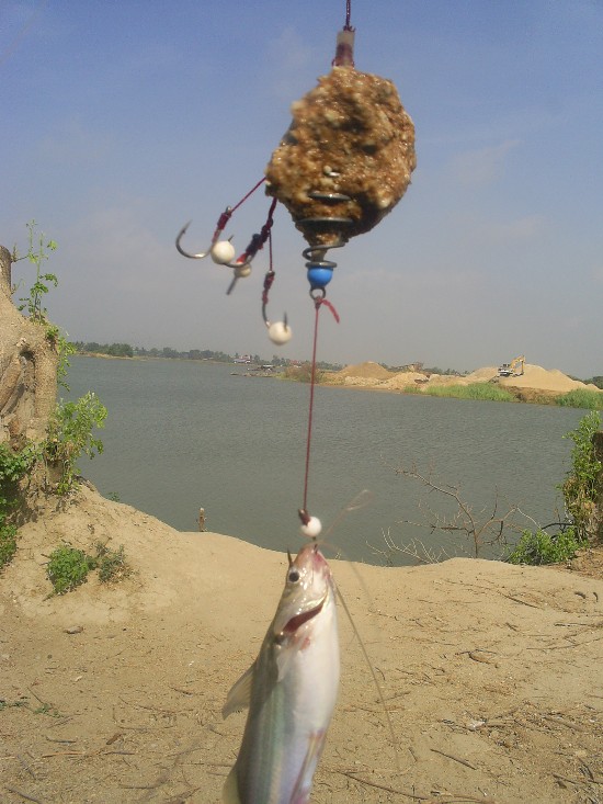 ทำไมปลากินดี แต่ต้องรีบกลับ ไปดูกัน