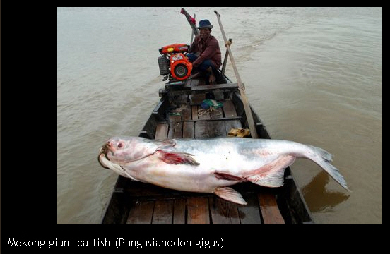 มาดู Monster fishs น้ำจืด กันบ้าง  มีปลาไทยด้วย