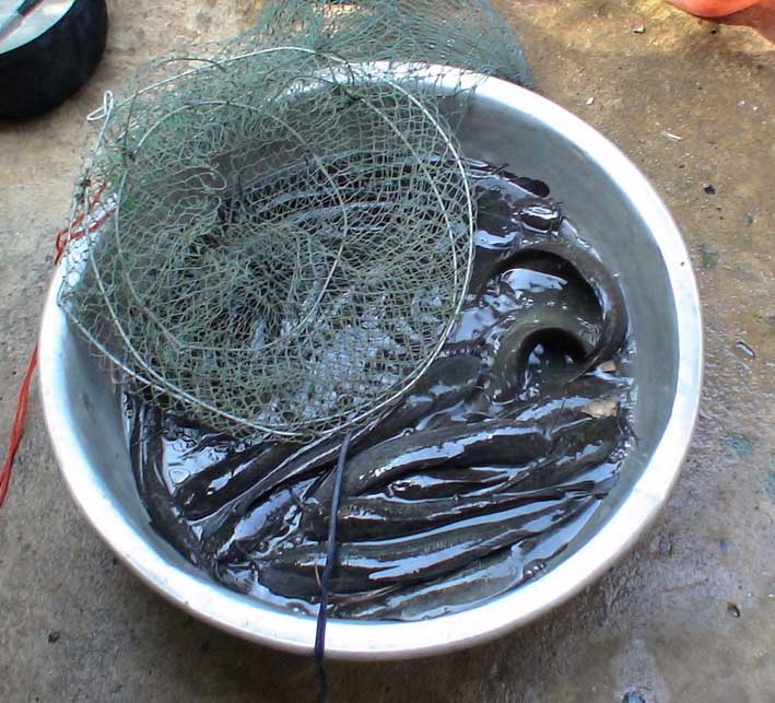 ปลาทูทองโคราช(อีกแล้ว)