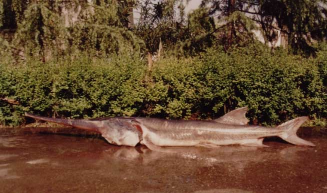 บอกเล่าเก้าสิบ กับ เรื่องราวของChinese paddlefish.