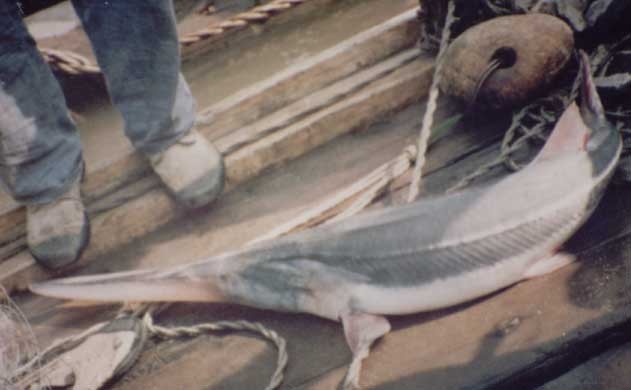 บอกเล่าเก้าสิบ กับ เรื่องราวของChinese paddlefish.