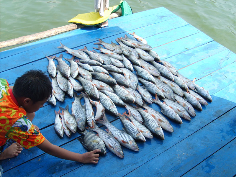 กระสูบหน้าดิน