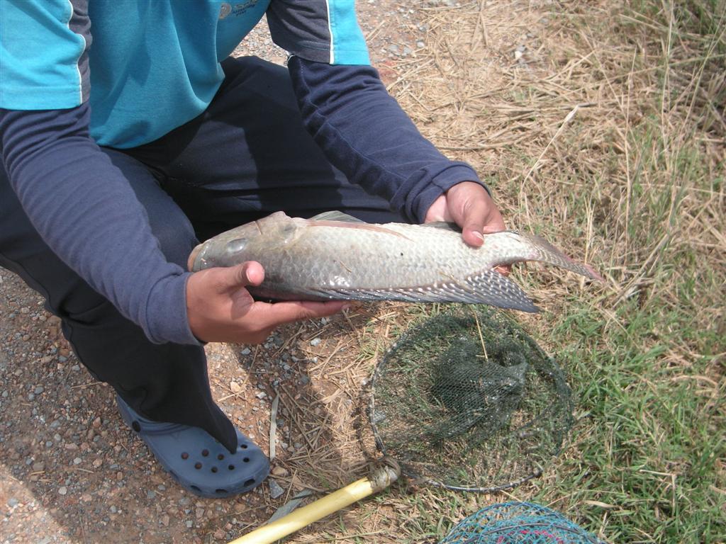 กระดี่ดุ