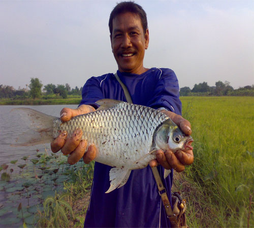 หมายยี่สกในดงสวายและหลากหลายยี่ห้อปลาที่บ่อ TSO