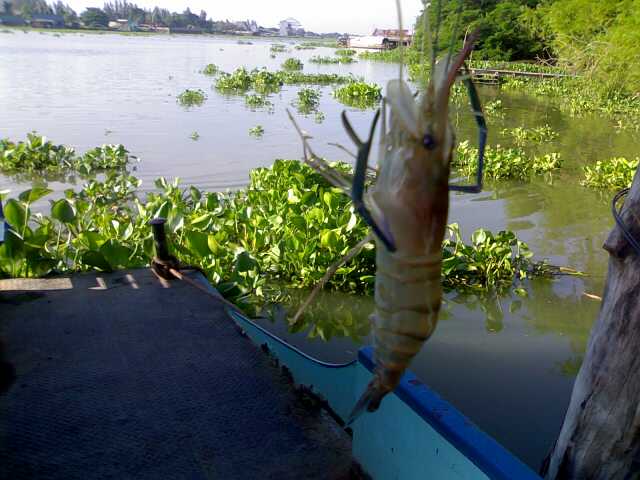 แม่น้ำเจ้าพระยา...วันนี้ยังมีปลาให้ตก