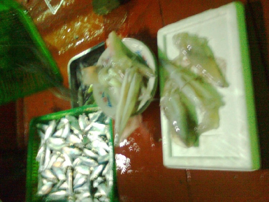 ตกหมึกครั้งแรกก็สนุกดี