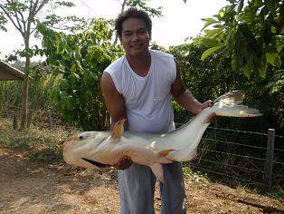 ล่าปลาบึกกับก๊วน stepline fishing club