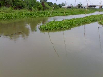 คลองเล็กวันน้ำลง