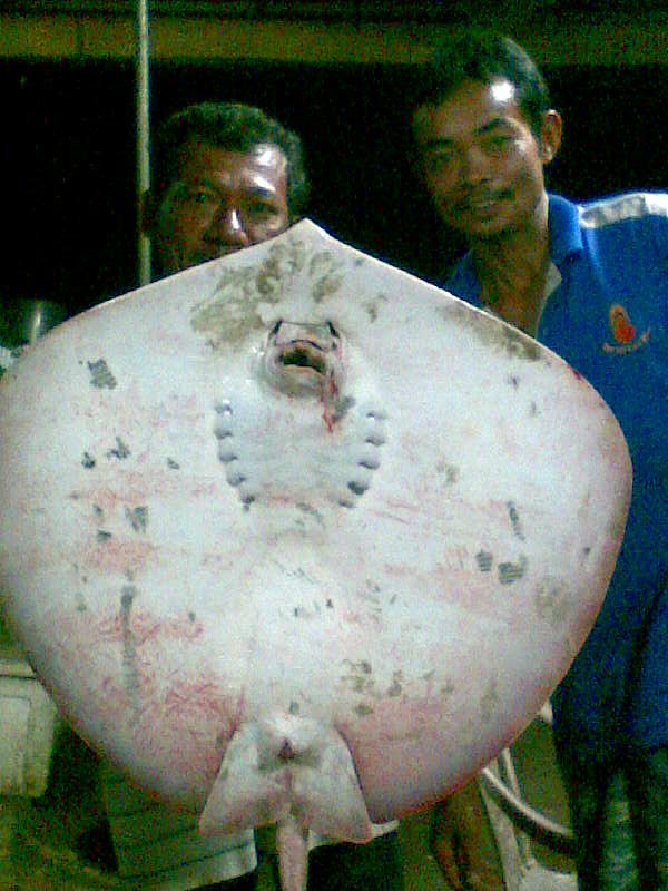 ปลากระเบน บางสะพาน