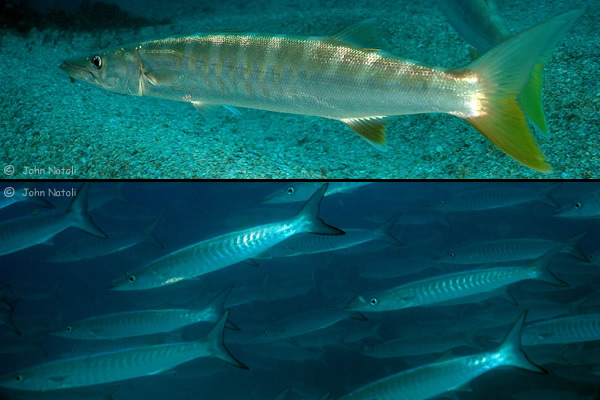 บอกเล่าเก้าสิบ กับ  ปลา.........( Barracuda.)