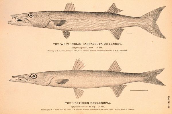 บอกเล่าเก้าสิบ กับ  ปลา.........( Barracuda.)