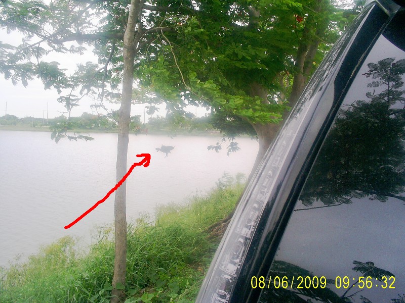 ปลาดูด เหาะได้ ที่หนองบัวผักไห่ 55555