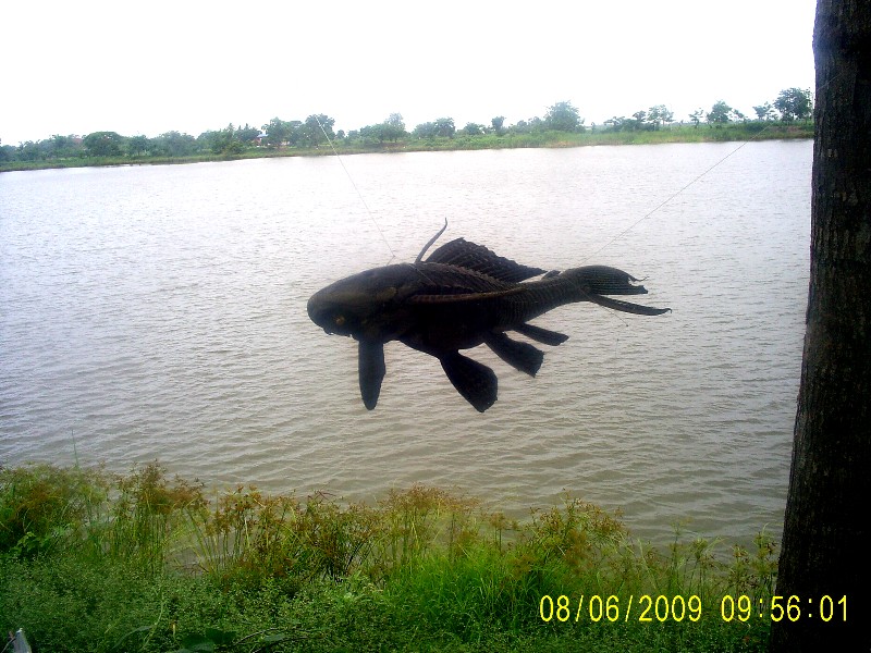 ปลาดูด เหาะได้ ที่หนองบัวผักไห่ 55555