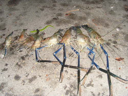 กุ้งกรุงเก่าครับ