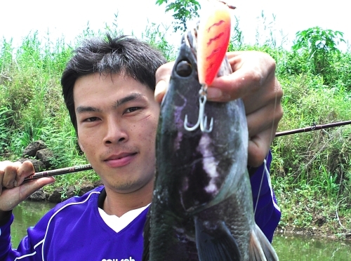 เหยื่อเทพตีชะโดจิบของผม