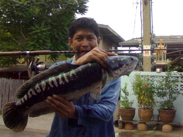 ไพท์ที่ 5 ....ปลาเดียวกันต่างวันและเวลา....ครับ