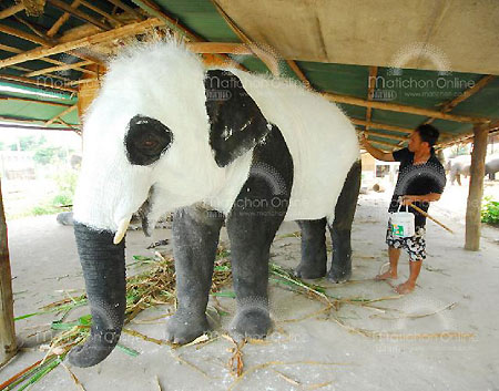 ตะลึงพบแพนด้ายักษ์ 
