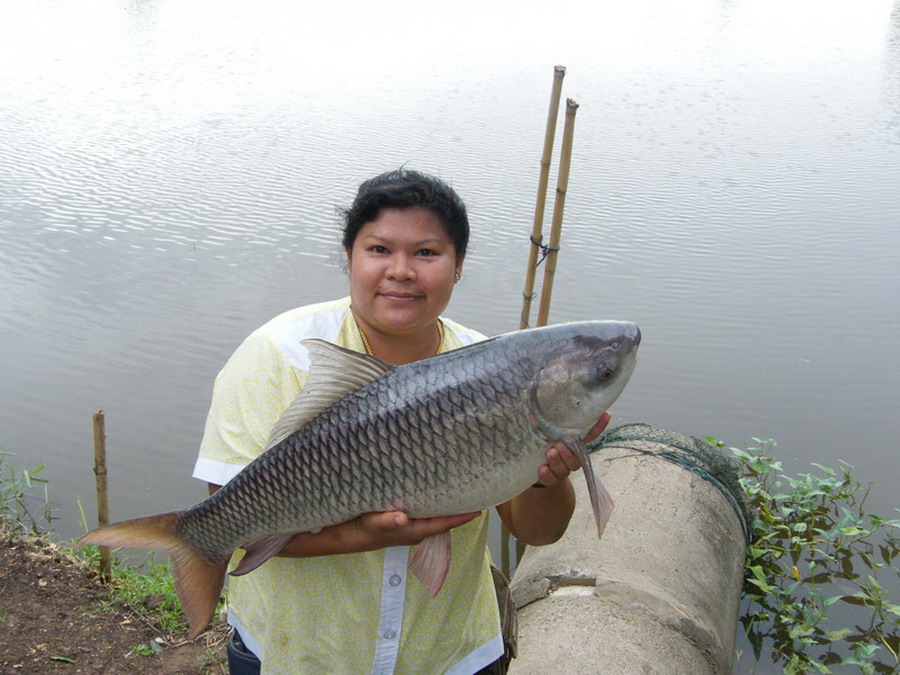 สปิ๋วเล็กกับปลาใหญ่
