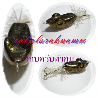 กบครับ(ขอมาจัดไป)