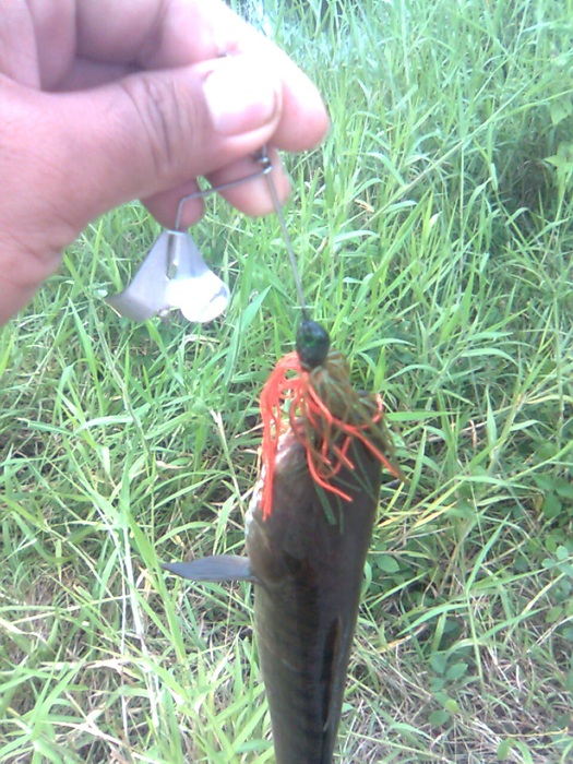 Buzz Bait กับ Mini Shad Rap 