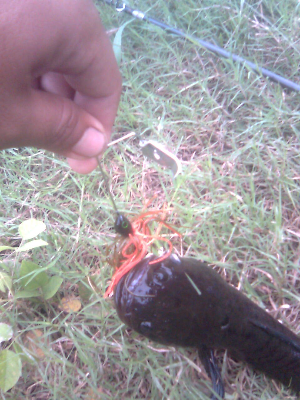 Buzz Bait กับ Mini Shad Rap 
