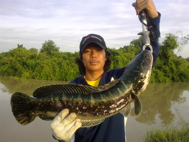 ชะโดรายสัปดาห์2