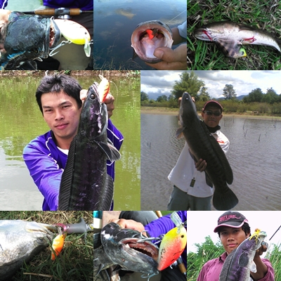 รวมรูปเหยื่อทำเองใช้ได้ดีเลยทีเดียว